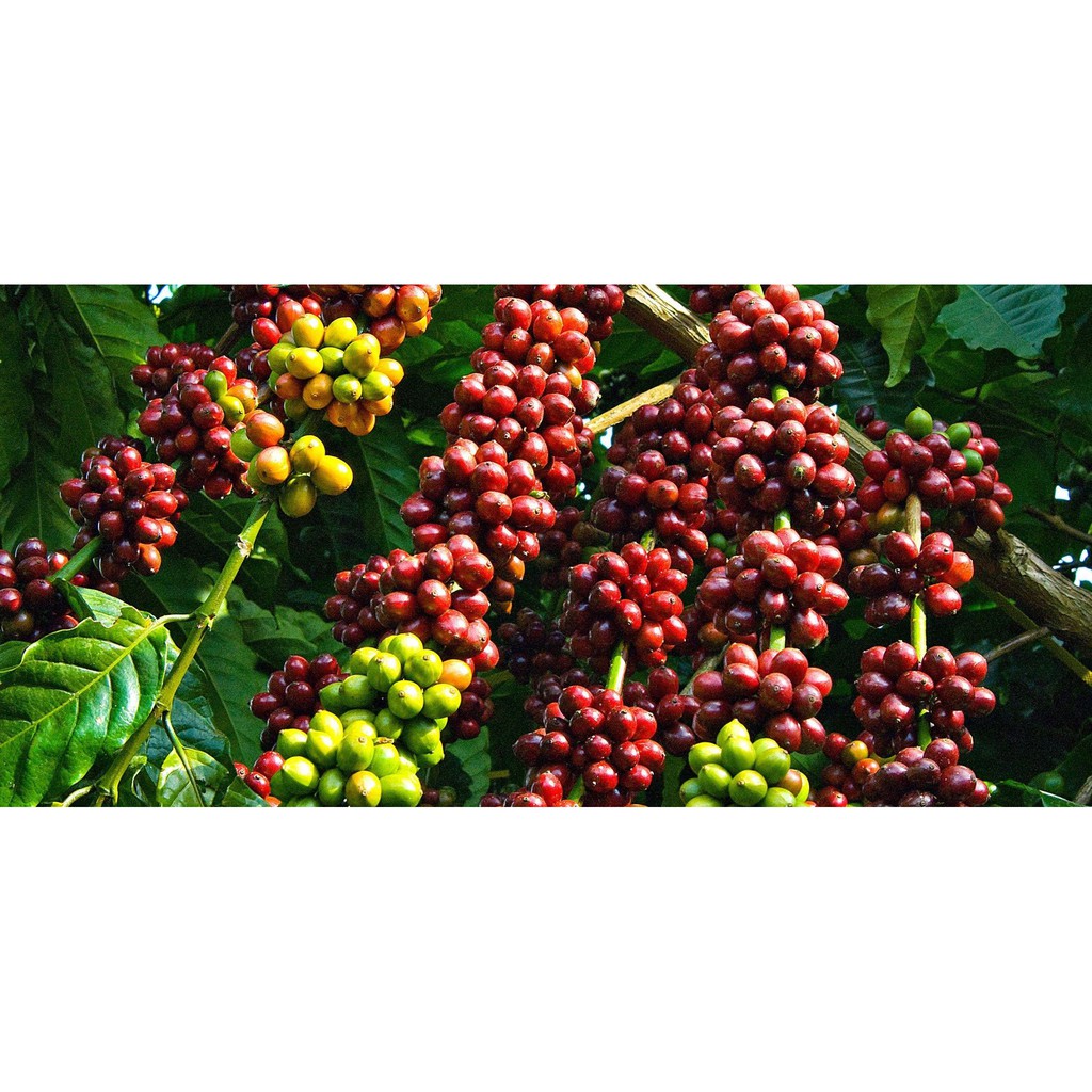 Cà phê bột Culi Robusta nguyên chất vị đậm đà, hương thơm tự nhiên 250gr - Casa Coffee