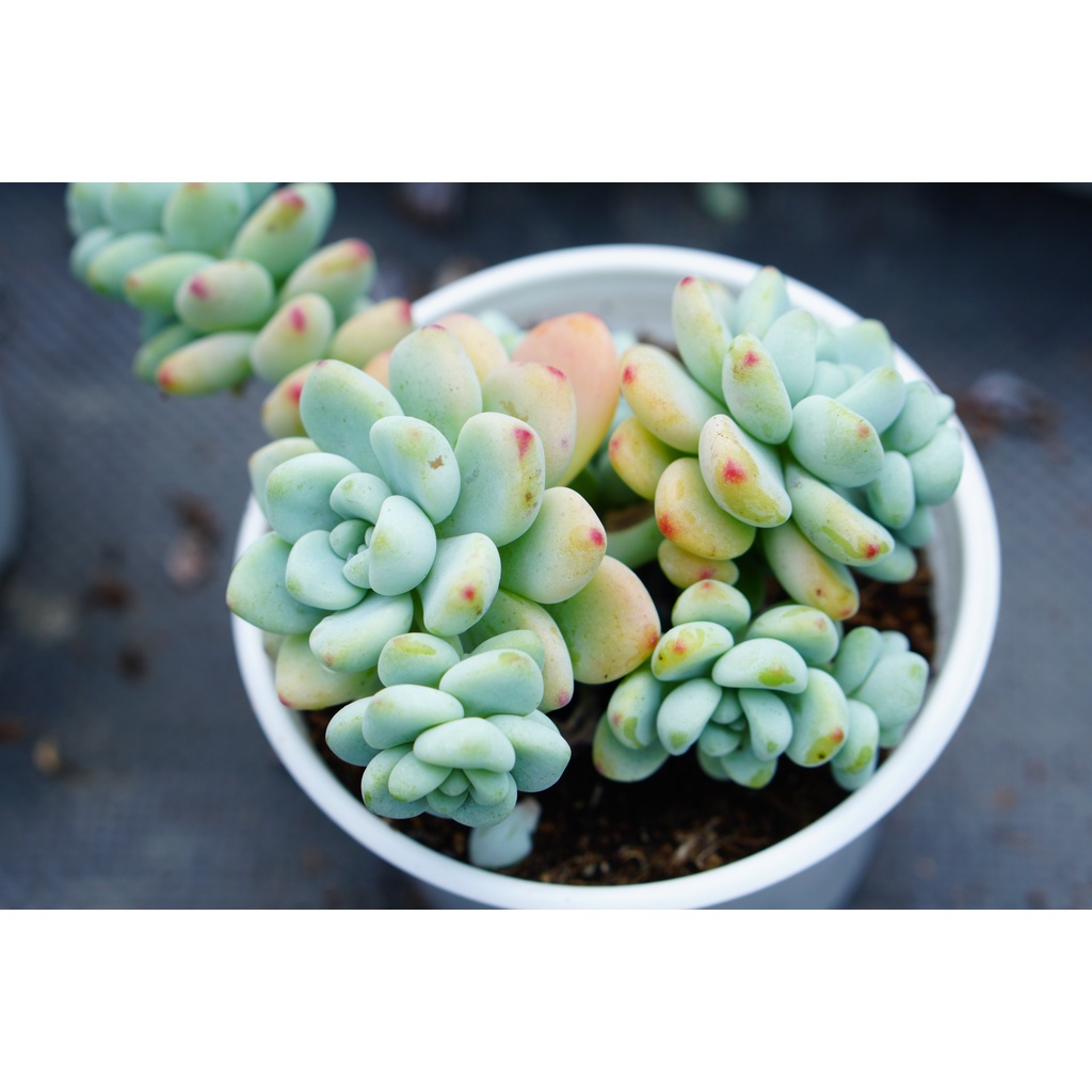 Sen Đá Sỏi Thiên Thanh GLASS GARDEN, thơm mùi kẹo, chậu trung 8cm, sen đá đà lạt giá rẻ, lỗi 1 đổi 1