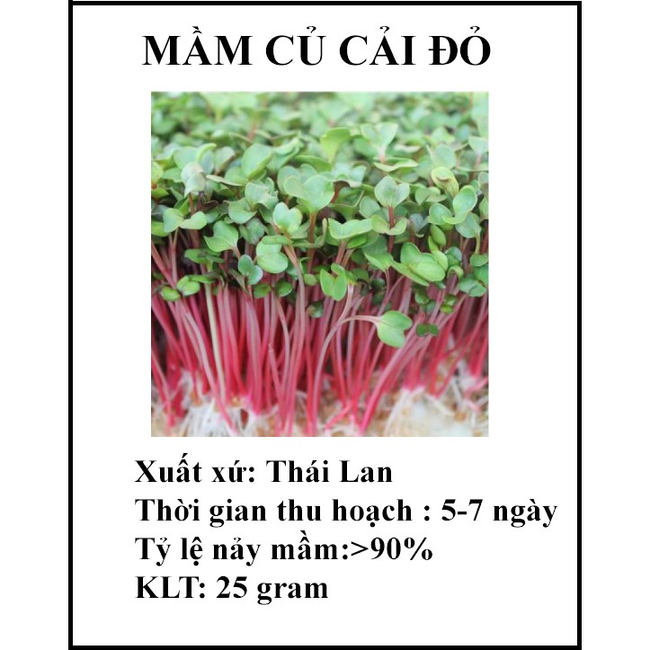 25 gram hạt giống mầm củ cải đỏ