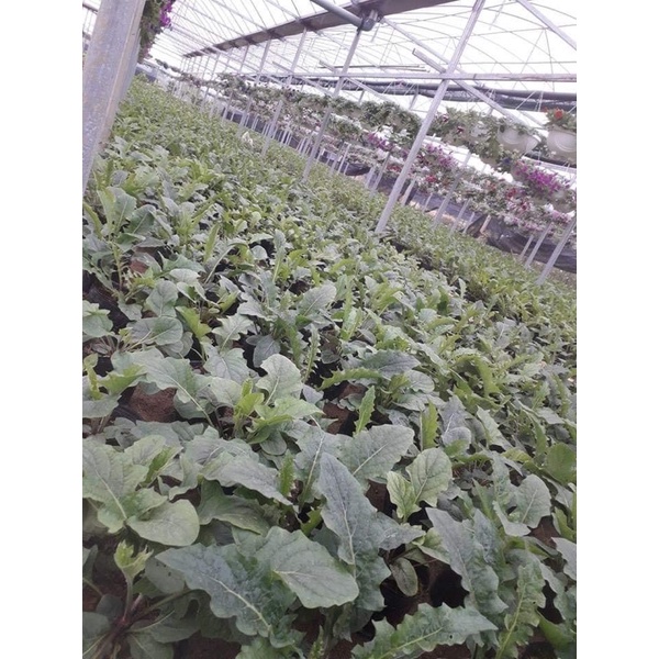 Cây hoa đồng tiền Thái cao đang nụ nhiều màu