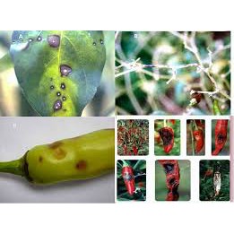 Dầu NEEM CHITO -02 công dụng- Phòng trừ nhện, bọ trĩ, sâu hại + nấm bệnh, giúp cây khỏe, xanh lá, bóng dày lá,- 500ml.