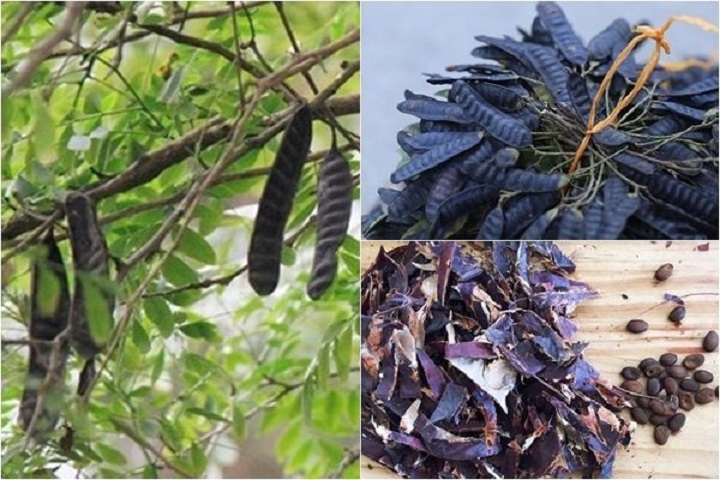Cây BỒ KẾT giống, cây đẹp gửi nguyên bầu + Tặng 02 cây nhót ngọt