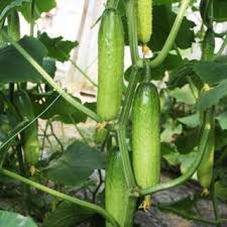 [ Deal 3K ] - 5 hạt giống Dưa chuột nếp ( Hạt giống Thanh Tâm )