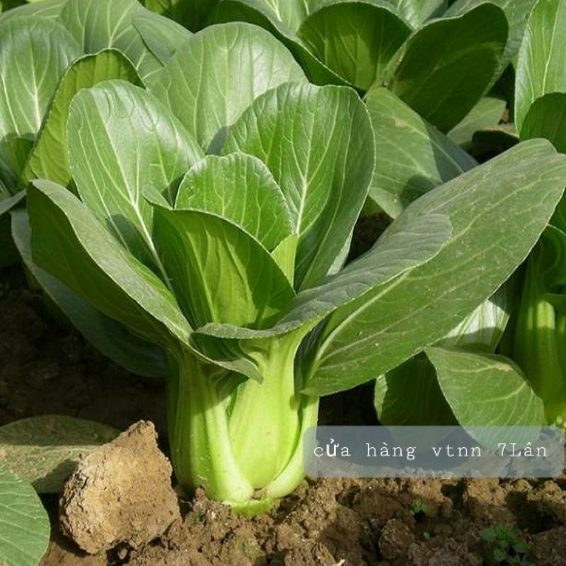 hạt giống Cải thìa SN