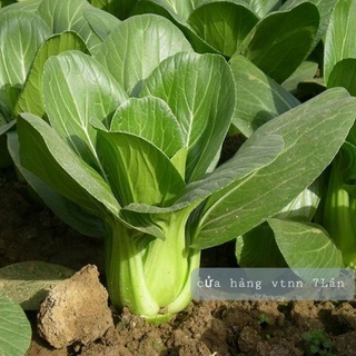 Hạt giống Cải thìa SN