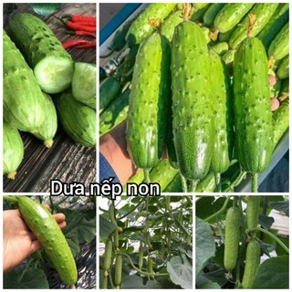 dưa chuột nếp non 20 hạt