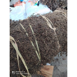 Cây sương sáo khô làm thạch đen (trồng tại Thạch An, Cao Bằng)