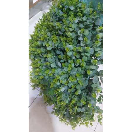 LÁ TÁO GIẢ .1 CỤM 16 NHÁNH