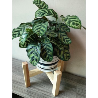 đôn gỗ để chậu cây, đôn gỗ để cây cảnh, kệ gỗ để chậu cây trang trí nhà cửa, homestay an toàn, tiện lợi, có sẵn