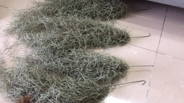 Cây không khí tóc tiên chùm bự