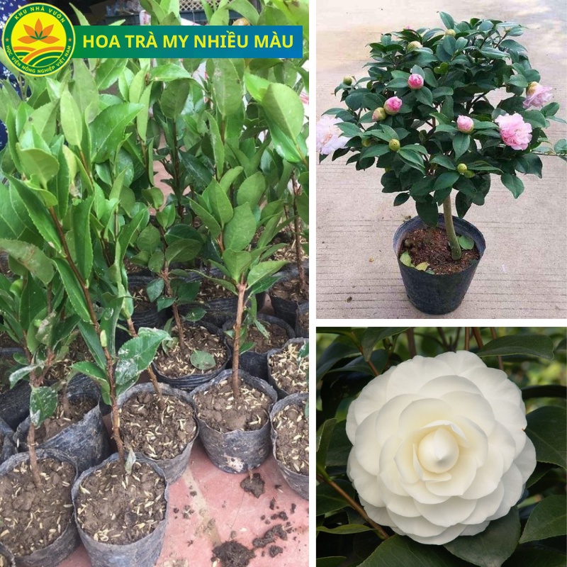 Cây giống hoa trà my loại cây mang rất nhiều ý nghĩa, cây giống khỏe, hoa to đủ nhiều màu