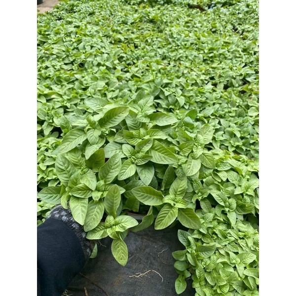 Cây quế vị (xá xị)