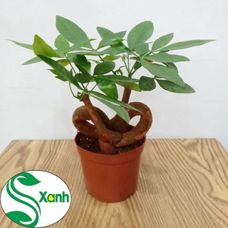Cây Kim Ngân để bàn