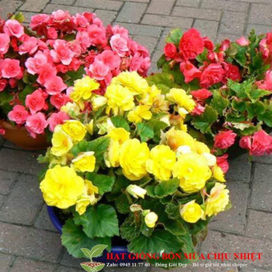 HẠT GIỐNG HOA THU HẢI ĐƯỜNG GÓI 25 HẠT ĐẾN MÙA TRỒNG TẾT KHUYẾN MẠI TẾT ĐÔNG GIÁ SHOP MỚI