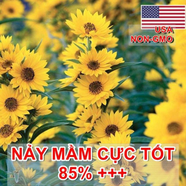 Gói 30 Hạt Giống Hoa Hướng Dương Cao - Siêu Bông (Helianthus)
