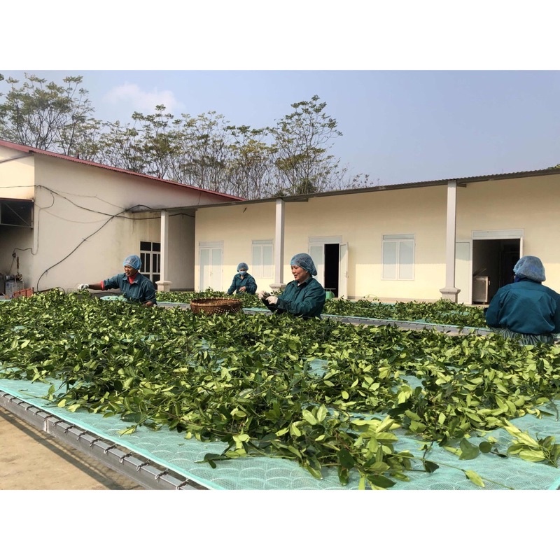 Dây thìa canh khô  – trà dây thìa canh sạch, chuẩn GACP