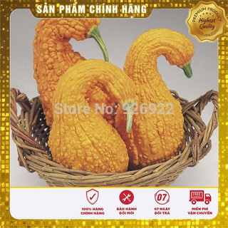 Hạt giống Bí Thiên Nga ( Hà Lan gói 05 hạt )