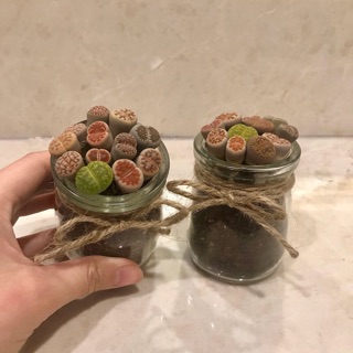 Sen mông/ Lithop- combo 11 cây kèm chậu, đất, nơ