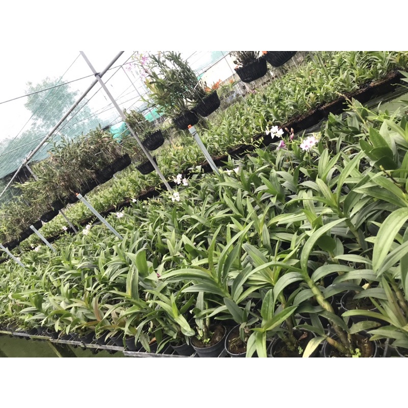 Hoa lan yaya mini cây truỏng thành