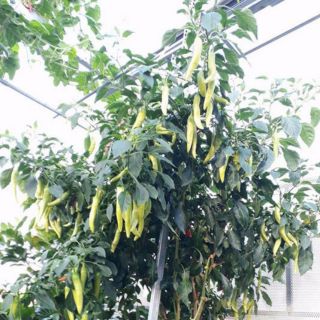 cây ớt sừng