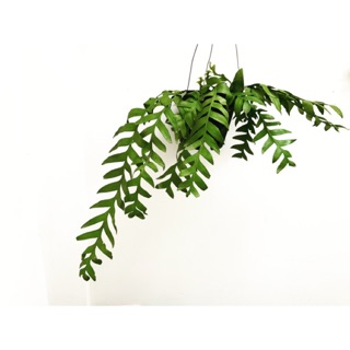 Cây Quỳnh Thái Lan - Selenicereus Chrysocardium