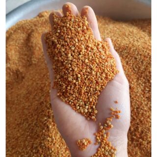Phấn hoa cỏ kim Phấn cỏ Sơn La