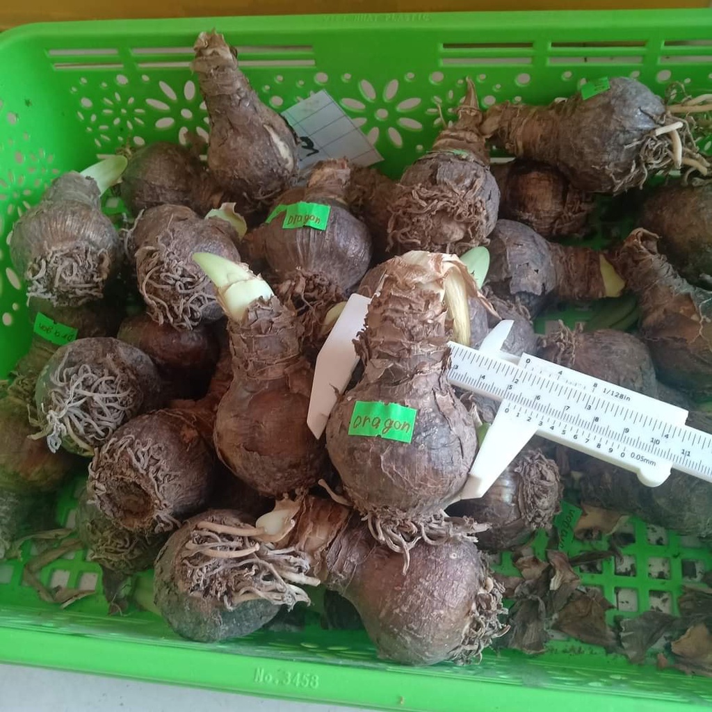 CỦ HOA LAN HUỆ CÁNH KÉP BÔNG TO SIÊU ĐẸP