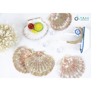 [KHỬ MÙI-SẤY CỰC KHÔ] Vỏ sò điệp Mêxico trang trí phong cách biển set 5 con HOS-12 TAN