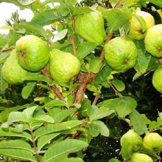 Hạt giống cây ổi xá lị ruột đỏ Đài Loan f1- Gói 15 hạt-tặng kèm gói phân bón lót