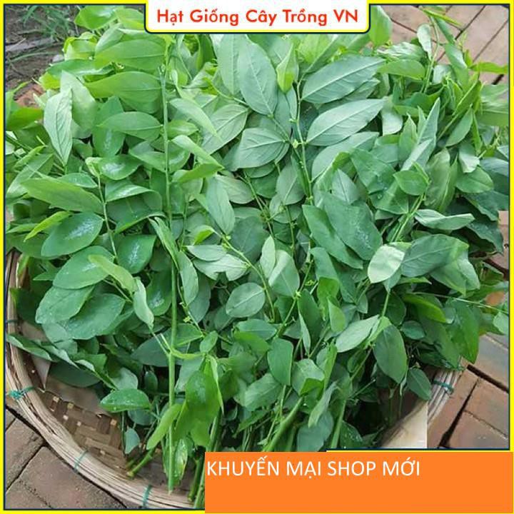 Hạt giống Rau Ngót Dễ Trồng, Cây Sinh Trưởng Tốt khuyến mại shop mới