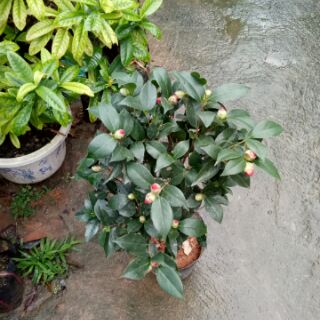 Cây hoa trà my đỏ