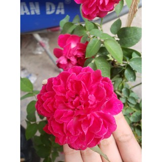 Hồng Leo Tường Vi