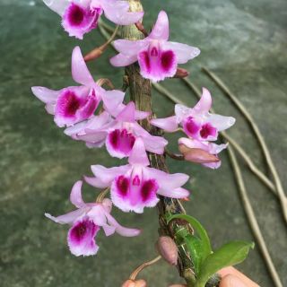 Phi điệp và trầm cây giống giá sỉ
