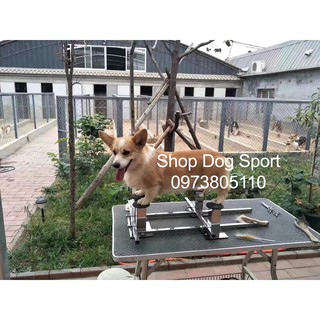 Bàn tập đứng show cho chó