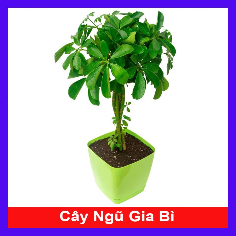 Cây Ngũ Gia Bì - Cây Đuổi Muỗi