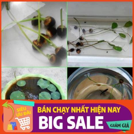 [Chất lượng cao] [Hàng chuẩn] [Free ship] 100 hạt SEN BÁCH DIỆP (SEN QUAN ÂM, SEN THÁI) nhiều màu