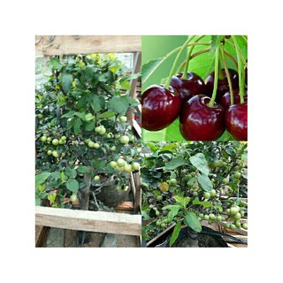 10 hạt giống quả cherry đỏ sai quả