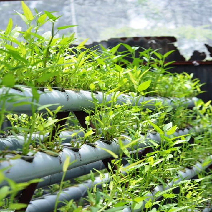 Hạt giống rau muống lá tre