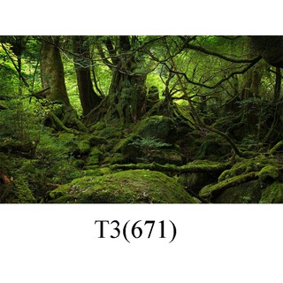 Tranh dán hồ cá 3d , hồ cá rồng , la hán , cá dĩa …