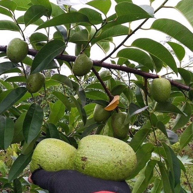 Trái bình bát tươi { quả bình bát} 1kg