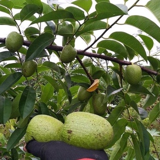 Trái bình bát tươi { quả bình bát} 1kg