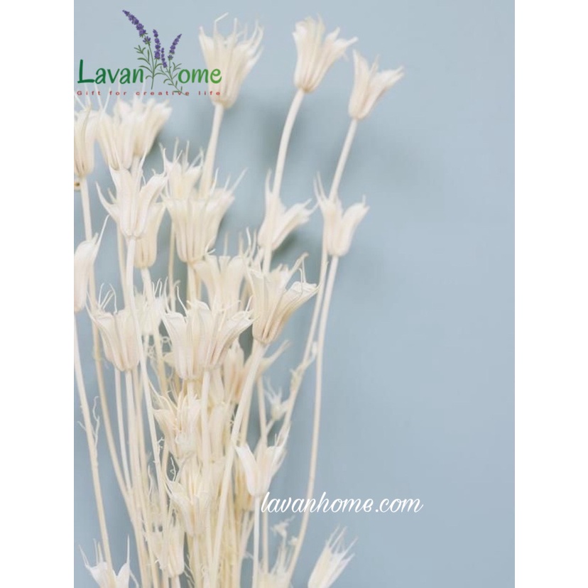 Hoa khô trang trí hoa bát giác khô 8 cánh Nigella, nhiều màu sắc nhẹ nhàng vintage chụp hình dễ thương, làm đồ hanmade