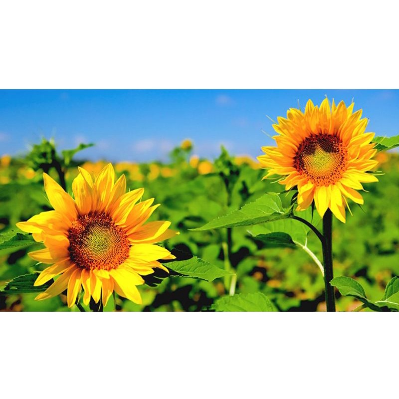 Hạt giống hoa hướng dương lùn Trang Nông 1gram