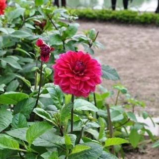 Hạt giống hoa thược dược
