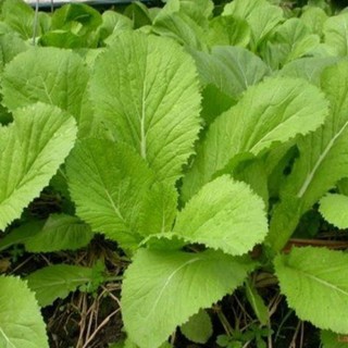 Hạt Giống Cải Bẹ Xanh Dễ Trồng, Cải Ăn Non, gói zip 5g