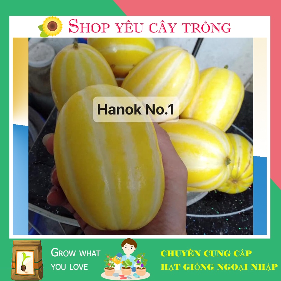 Hạt giống dưa lê hàn quốc Hanok No1 siêu ngọt thơm sai quả gói 10 hạt