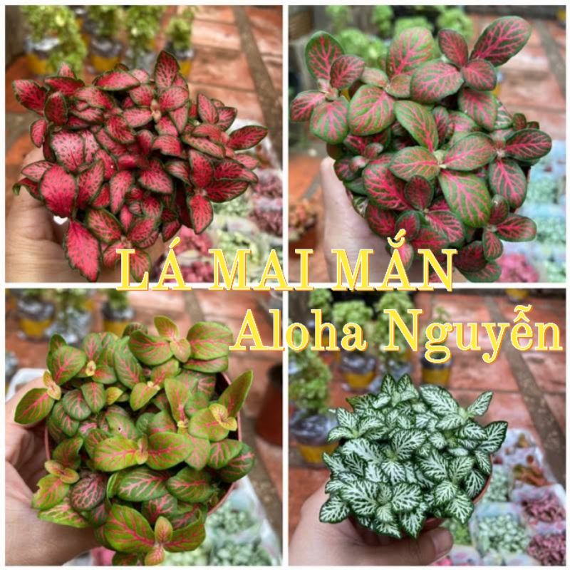 Chậu cô gái đội bông xinh đẹp mua kèm cây tặng đất trồng.bao bể khi giao.