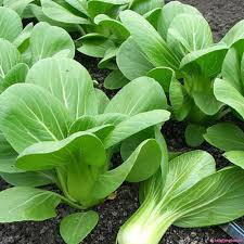 1KG Hạt giống rau Cải Chip cao sản New Zealand_Cải thìa_Cải bẹ trắng
