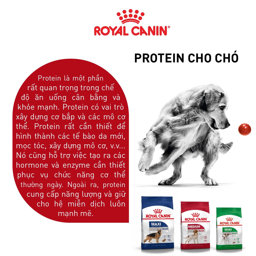 ROYAL CANIN - MINI ADULT [ CHÍNH HÃNG ] - THỨC ĂN HẠT CHO CHÓ TRƯỞNG THÀNH DƯỚI 10KG