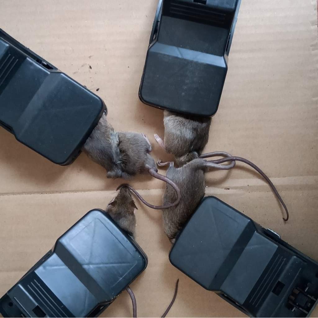 Bẫy chuột thông minh💫 - Dễ sử dụng - Hiệu quả Cao - Không độc hại TS266